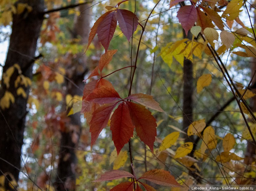 Осенние зарисовки — Болталка и разговоры обо всем: жизнь