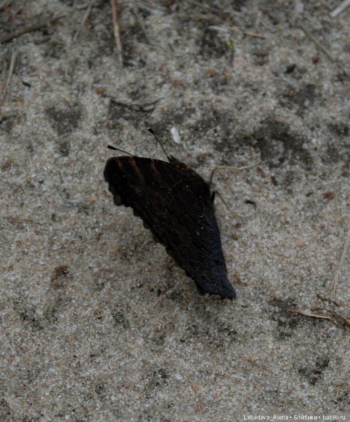 Осенние зарисовки — Болталка и разговоры обо всем: жизнь (фото 2)