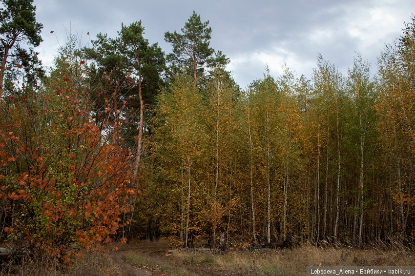 Осенние зарисовки — Болталка и разговоры обо всем: жизнь (фото 10)