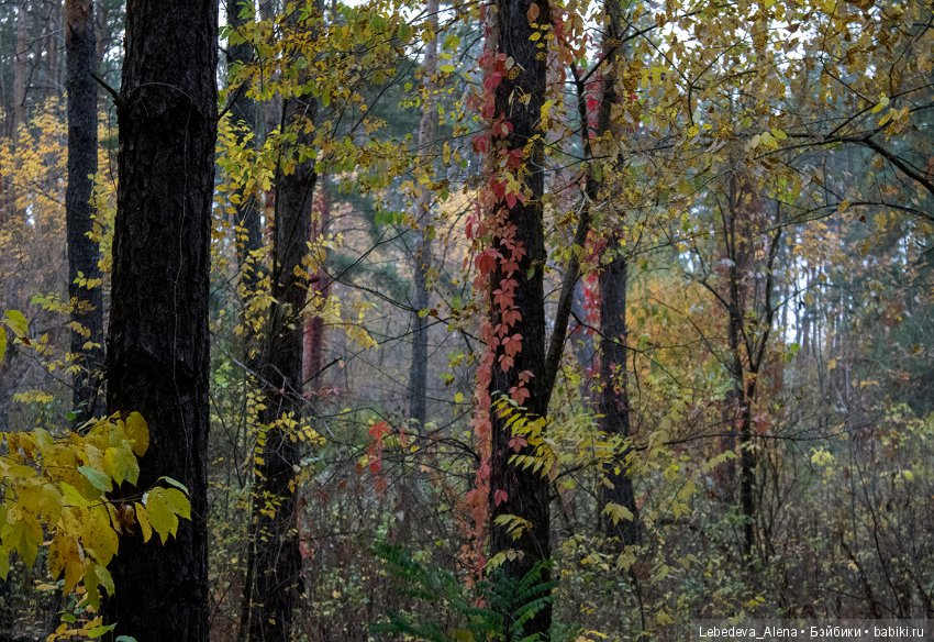 Осенние зарисовки — Болталка и разговоры обо всем: жизнь