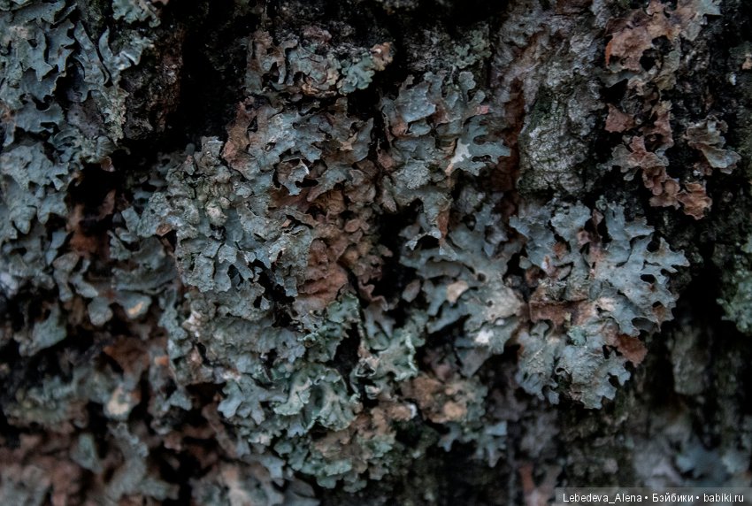 Осенние зарисовки — Болталка и разговоры обо всем: жизнь