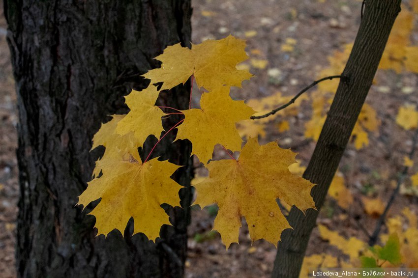 Осенние зарисовки — Болталка и разговоры обо всем: жизнь (фото 8)