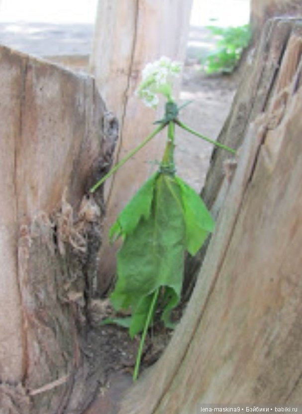 Мам, отведи меня в детство