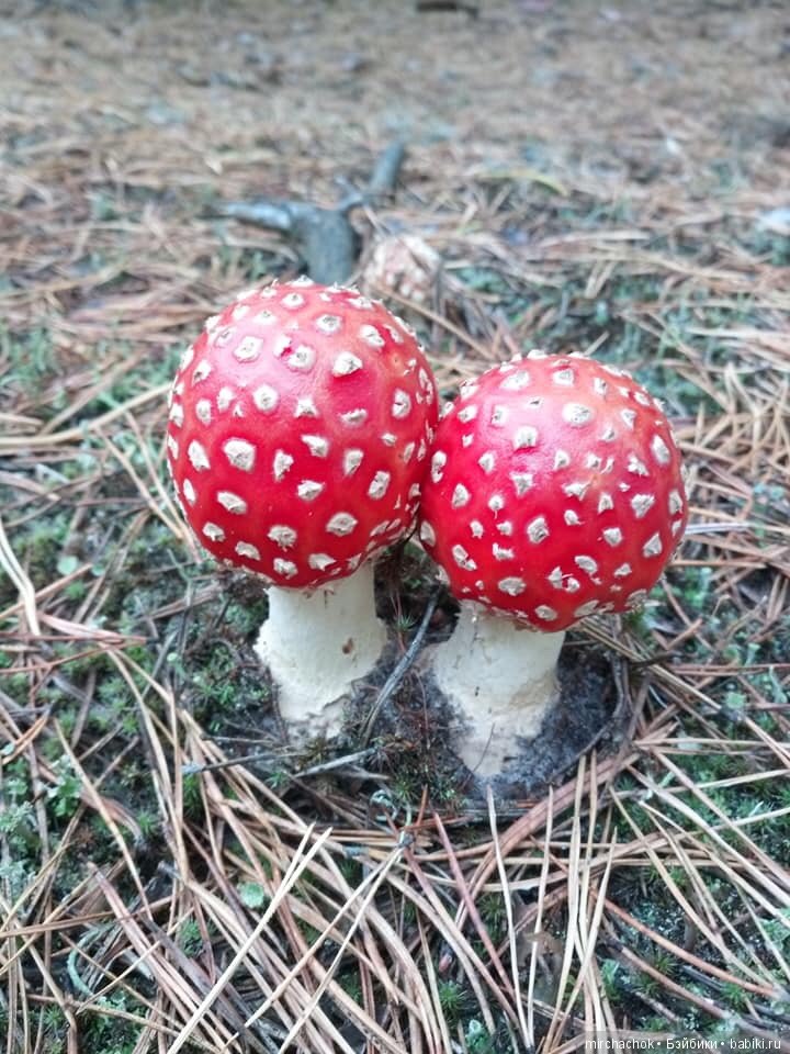 Данька в осеннем лесу — Куклы D'Anton Jos (Д'Антон Джос): характерные