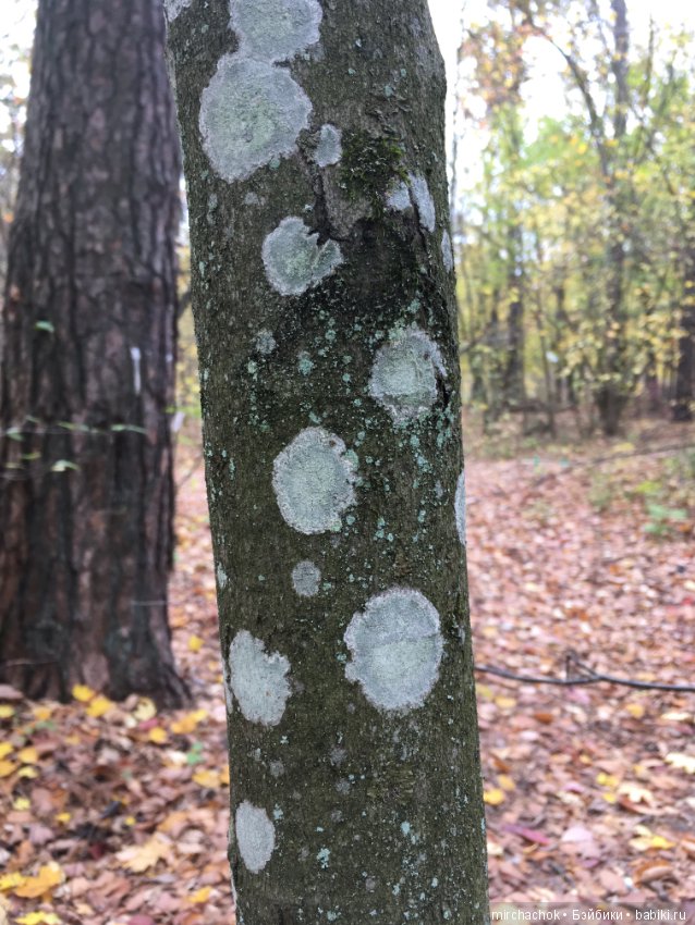 Данька в осеннем лесу — Куклы D'Anton Jos (Д'Антон Джос): характерные