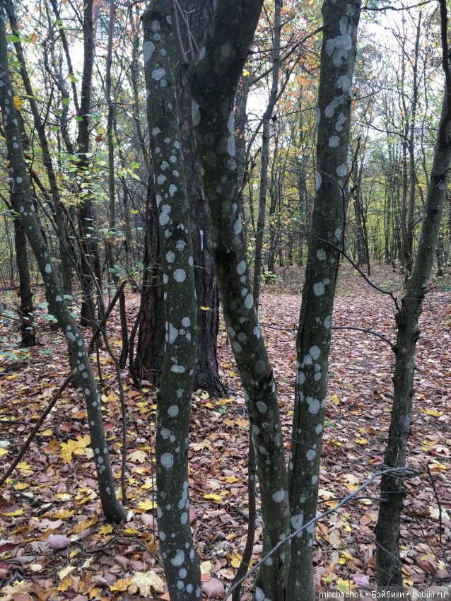 Данька в осеннем лесу — Куклы D'Anton Jos (Д'Антон Джос): характерные