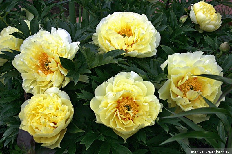 Ито-Пион Бартзелла: красивый представитель ито-гибридов