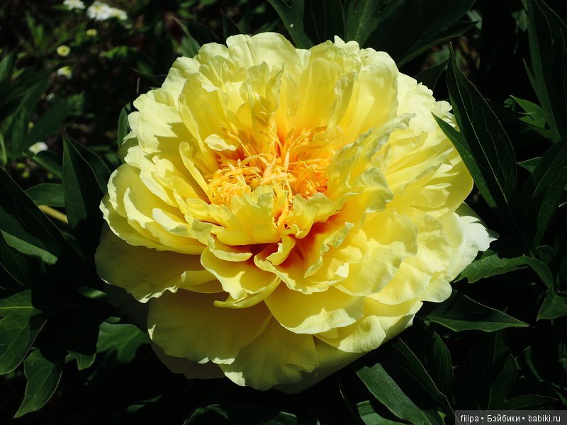 Ито-Пион Бартзелла: красивый представитель ито-гибридов (фото 2)