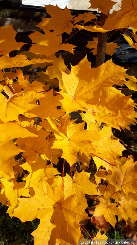 Осень — Болталка и разговоры обо всем: жизнь