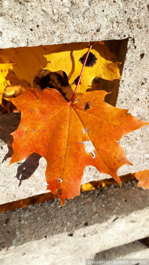 Осень — Болталка и разговоры обо всем: жизнь (фото 8)