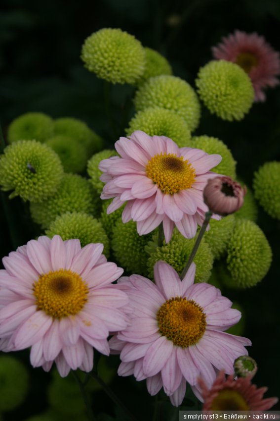 Осень, октябрь, пора хризантем