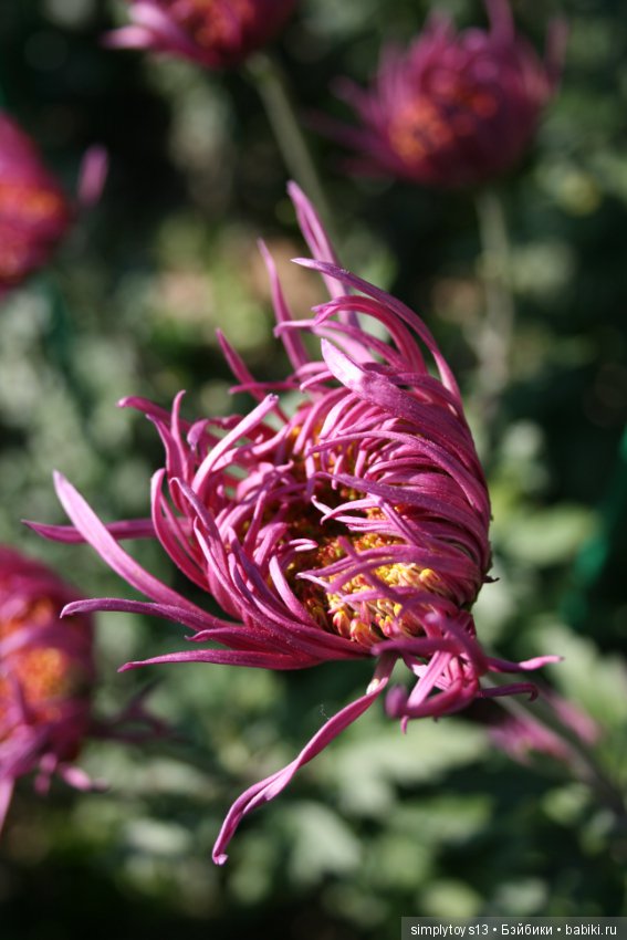 Осень, октябрь, пора хризантем