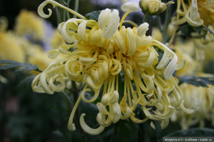 Осень, октябрь, пора хризантем (фото 10)