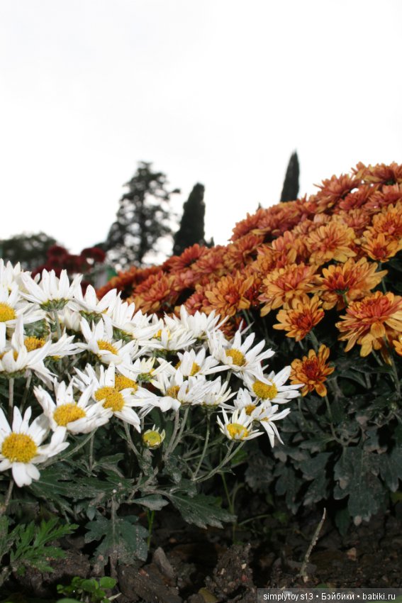 Осень, октябрь, пора хризантем