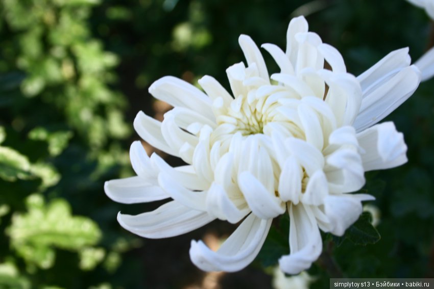 Осень, октябрь, пора хризантем