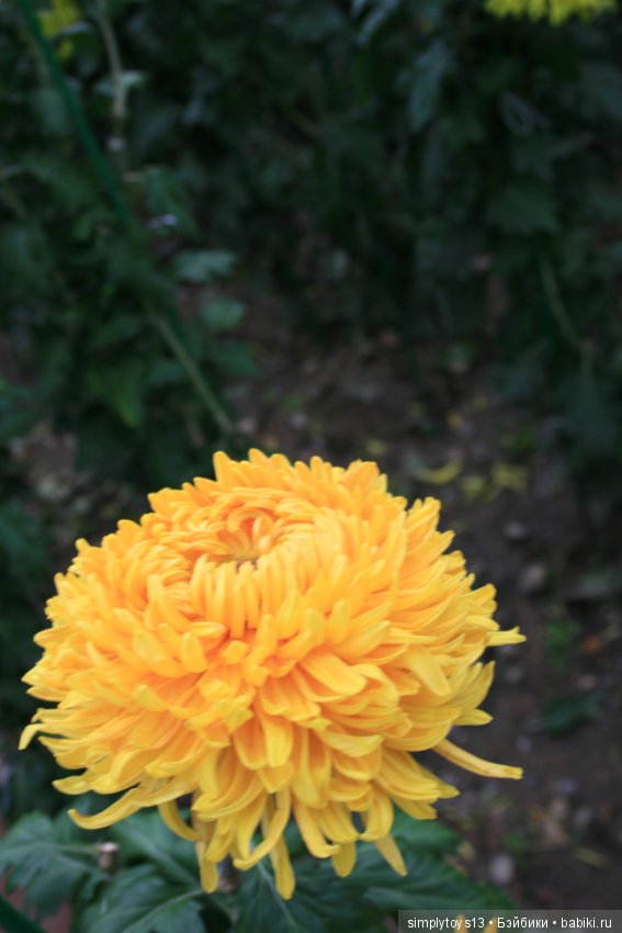 Осень, октябрь, пора хризантем