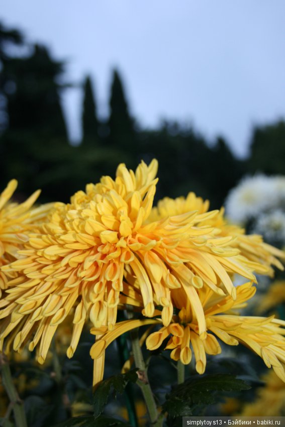 Осень, октябрь, пора хризантем