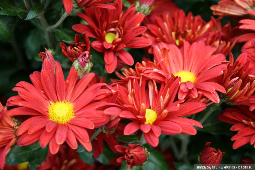 Осень, октябрь, пора хризантем (фото 3)