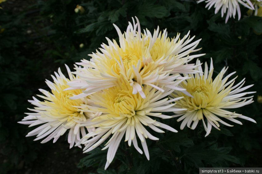 Осень, октябрь, пора хризантем