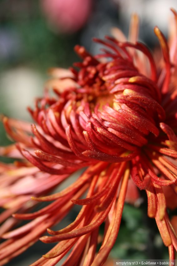 Осень, октябрь, пора хризантем