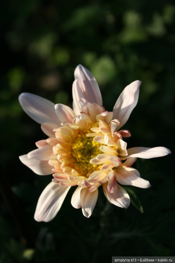 Осень, октябрь, пора хризантем