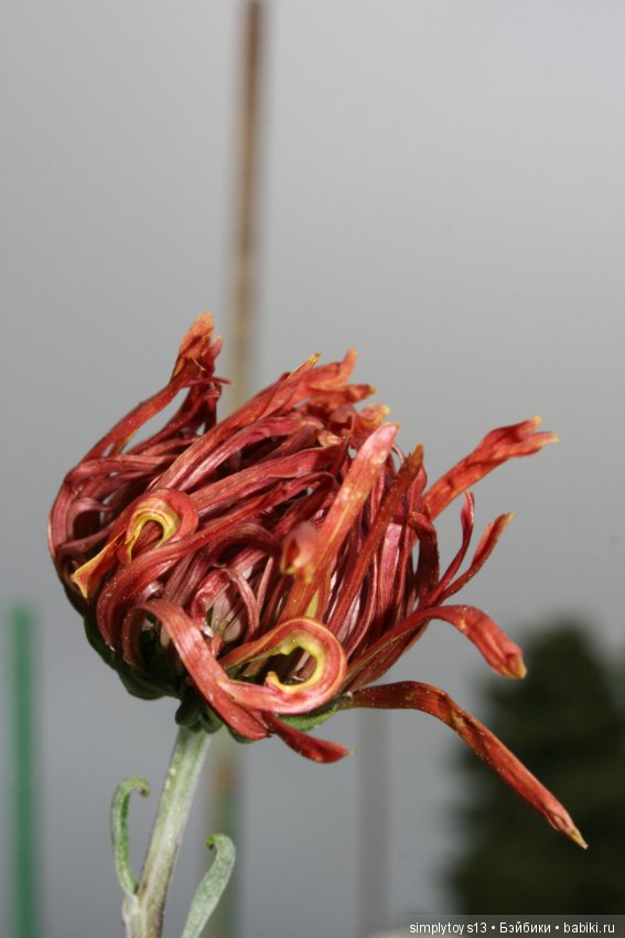 Осень, октябрь, пора хризантем