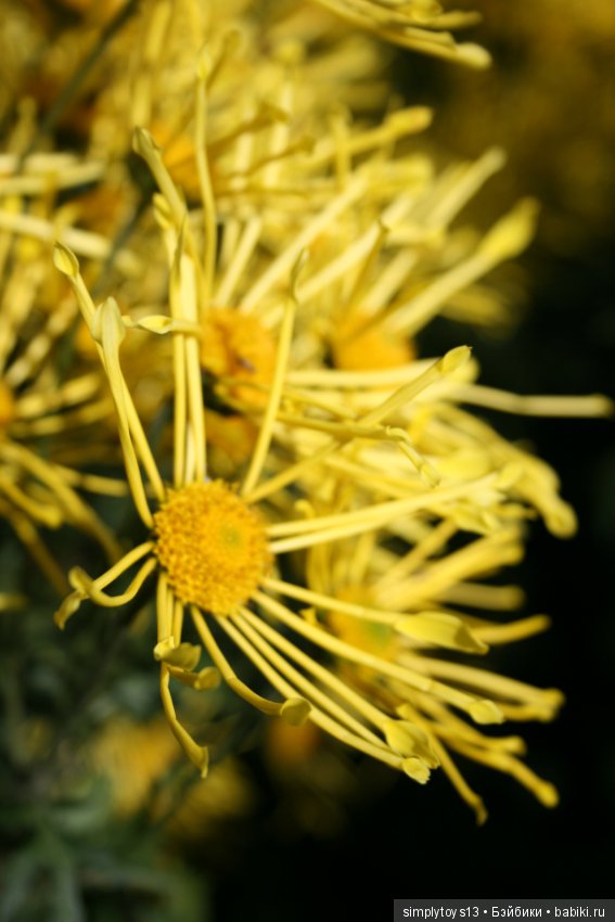 Осень, октябрь, пора хризантем