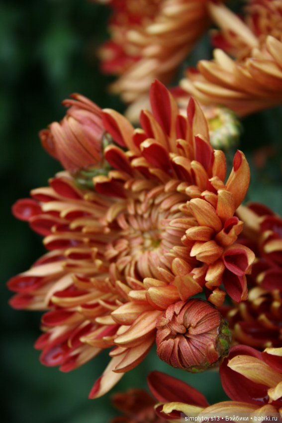 Осень, октябрь, пора хризантем (фото 5)