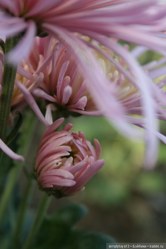 Осень, октябрь, пора хризантем