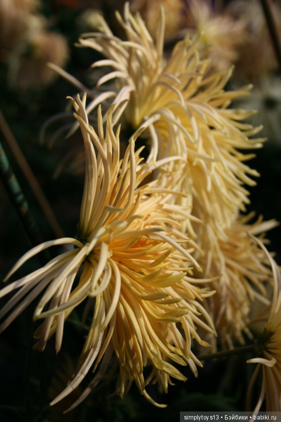 Осень, октябрь, пора хризантем