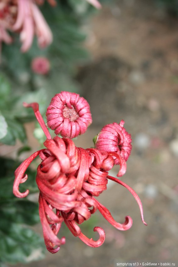 Осень, октябрь, пора хризантем (фото 9)