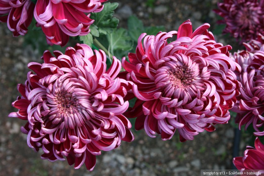 Осень, октябрь, пора хризантем