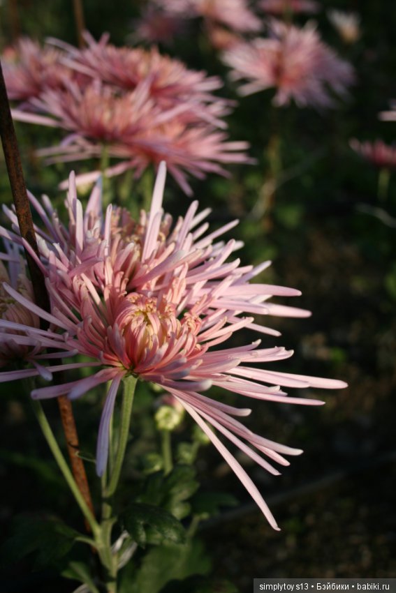 Осень, октябрь, пора хризантем