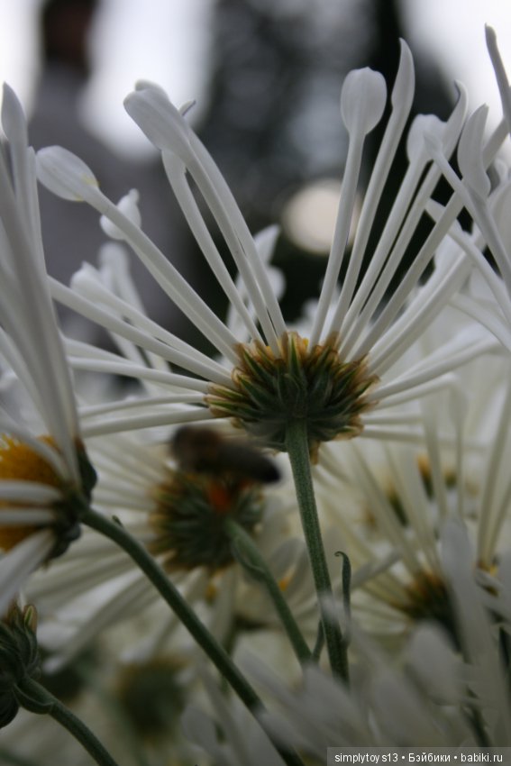 Осень, октябрь, пора хризантем