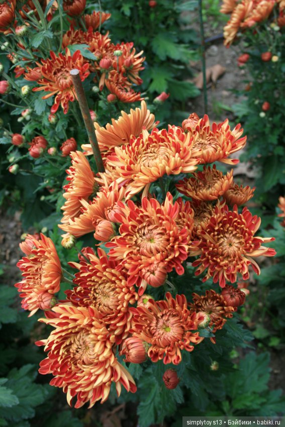 Осень, октябрь, пора хризантем (фото 4)