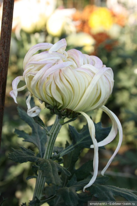 Осень, октябрь, пора хризантем