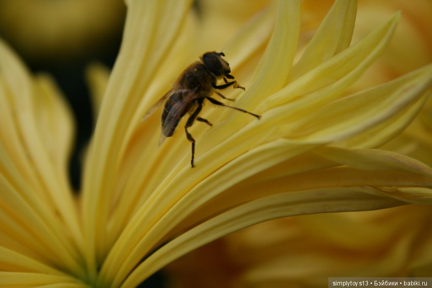 Осень, октябрь, пора хризантем