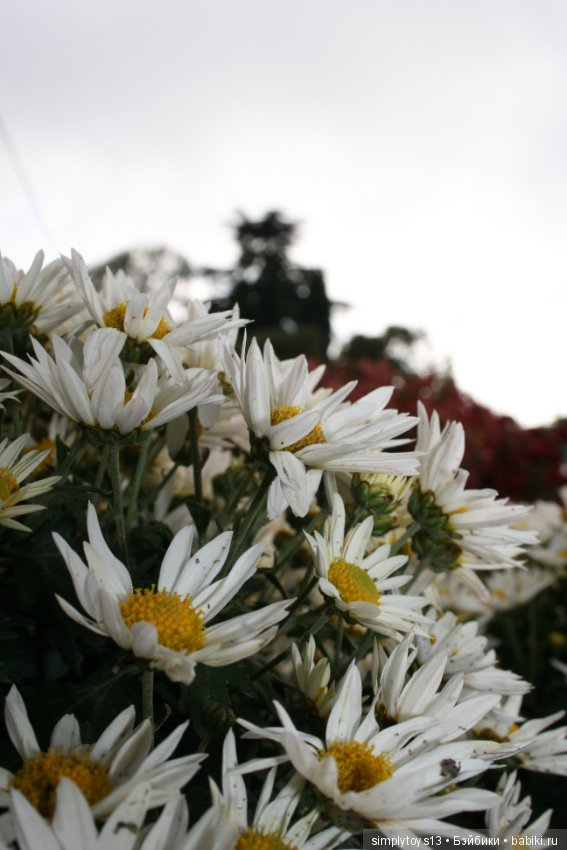 Осень, октябрь, пора хризантем