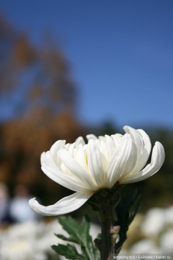 Осень, октябрь, пора хризантем