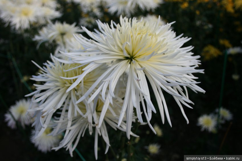 Осень, октябрь, пора хризантем