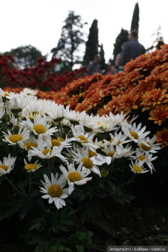 Осень, октябрь, пора хризантем