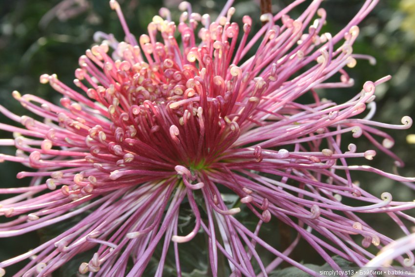 Осень, октябрь, пора хризантем