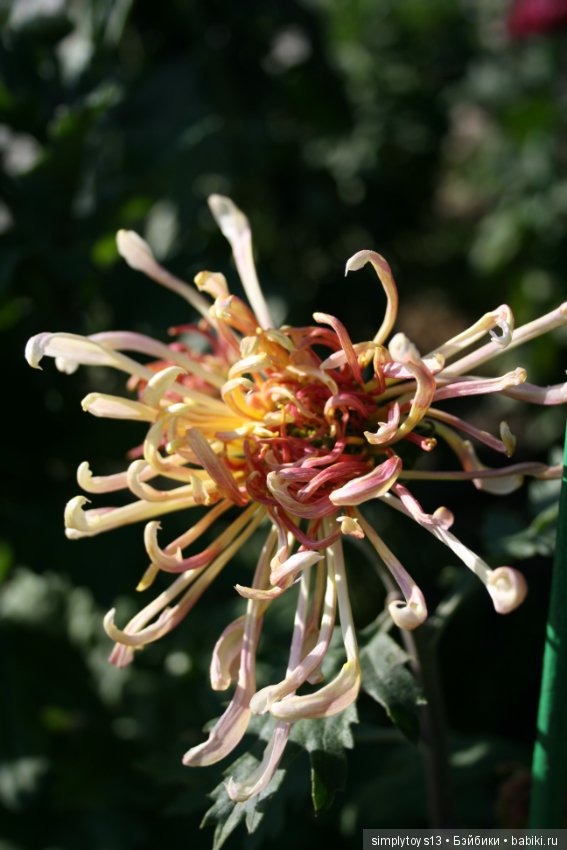 Осень, октябрь, пора хризантем