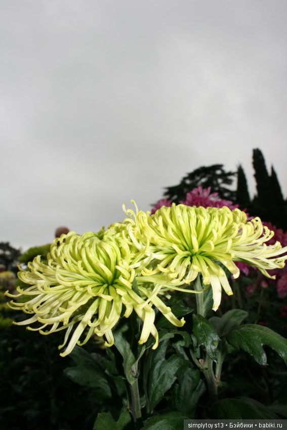 Осень, октябрь, пора хризантем