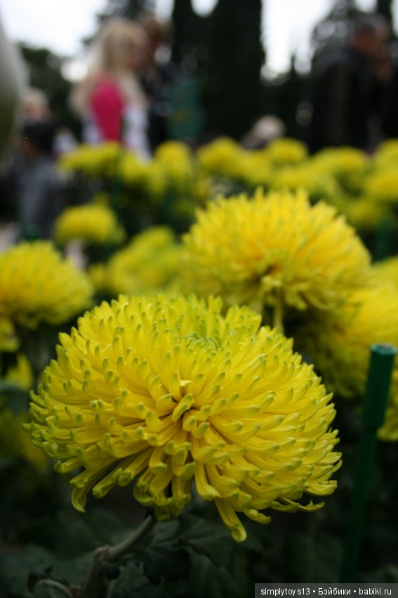 Осень, октябрь, пора хризантем