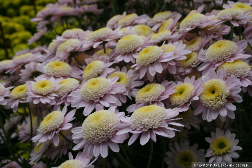 Осень, октябрь, пора хризантем (фото 8)