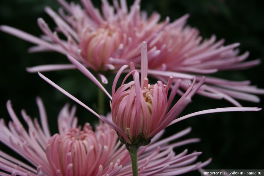 Осень, октябрь, пора хризантем (фото 7)