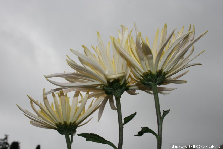 Осень, октябрь, пора хризантем