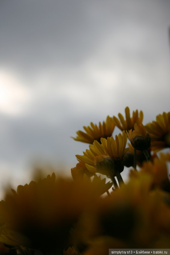 Осень, октябрь, пора хризантем