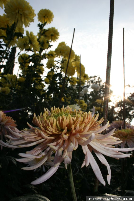 Осень, октябрь, пора хризантем